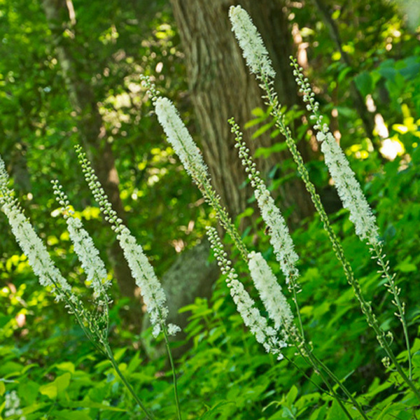 Black Cohosh LIVITY LIVING Life Natural
